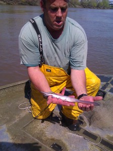 IMG_20120326_135117 Juvenile paddlefish just prior to release