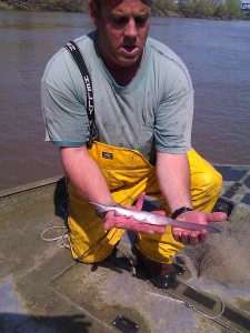 Juvenile paddlefish just prior to release